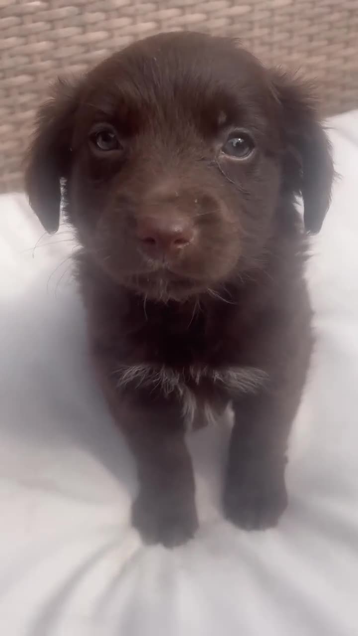 Mixed Breed dogs for sale: Cockeranians 5 girls 2 boys, ready now! - Video 3