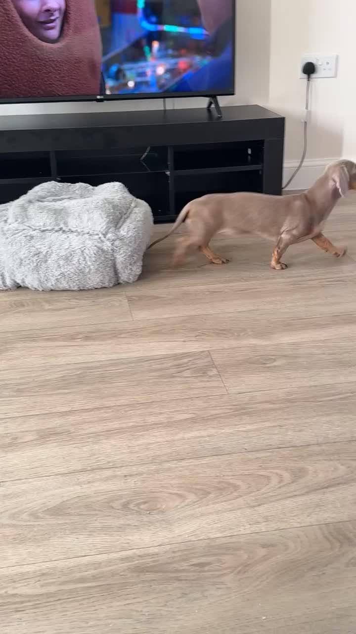Miniature Dachshund dogs for sale: Loving Home needed for Bleu 💙 - Video 1