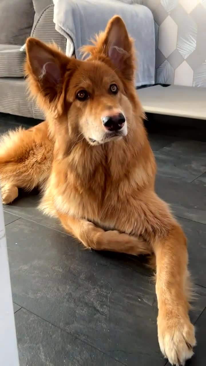German Shepherd dogs for sale: Male German shepherd  - Video 1