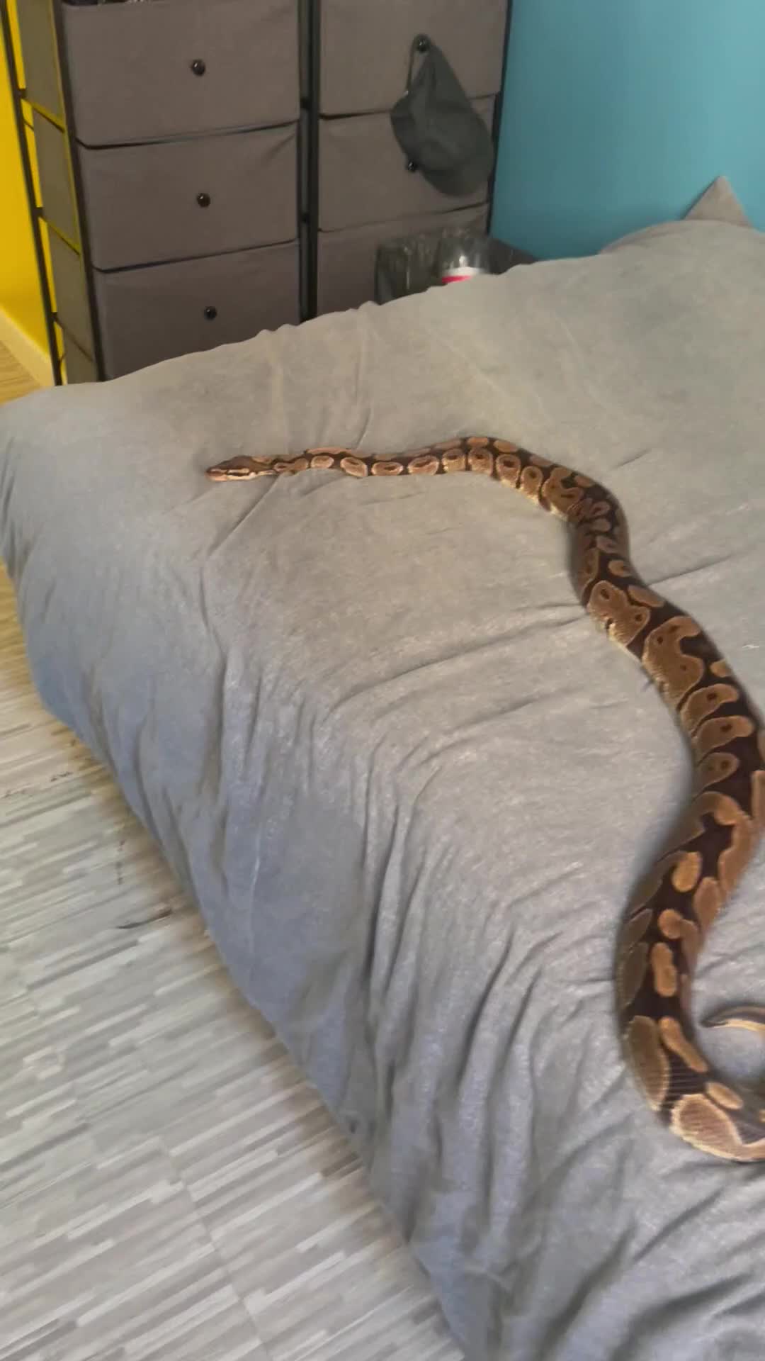 Python Snake reptiles for sale: Female Royal Python  - Video 2