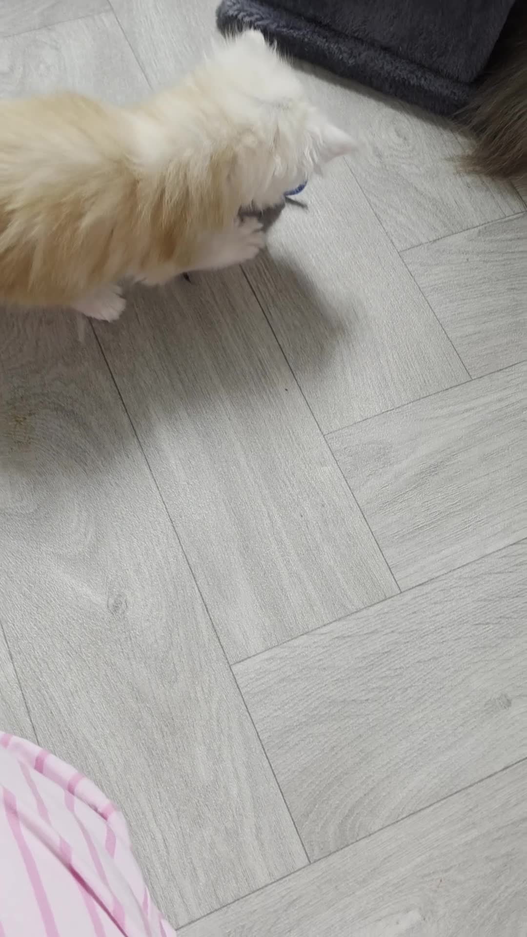 Maine Coon cats for sale: PEDIGREE MAINE COON KITTENS  - Video 2