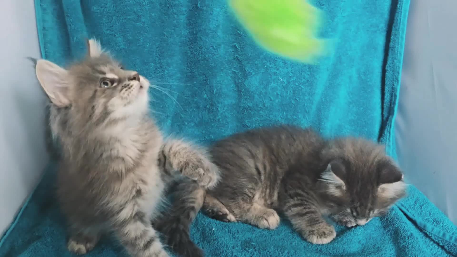 Maine Coon cats for sale: Maine coon kittens ready  - Video 2