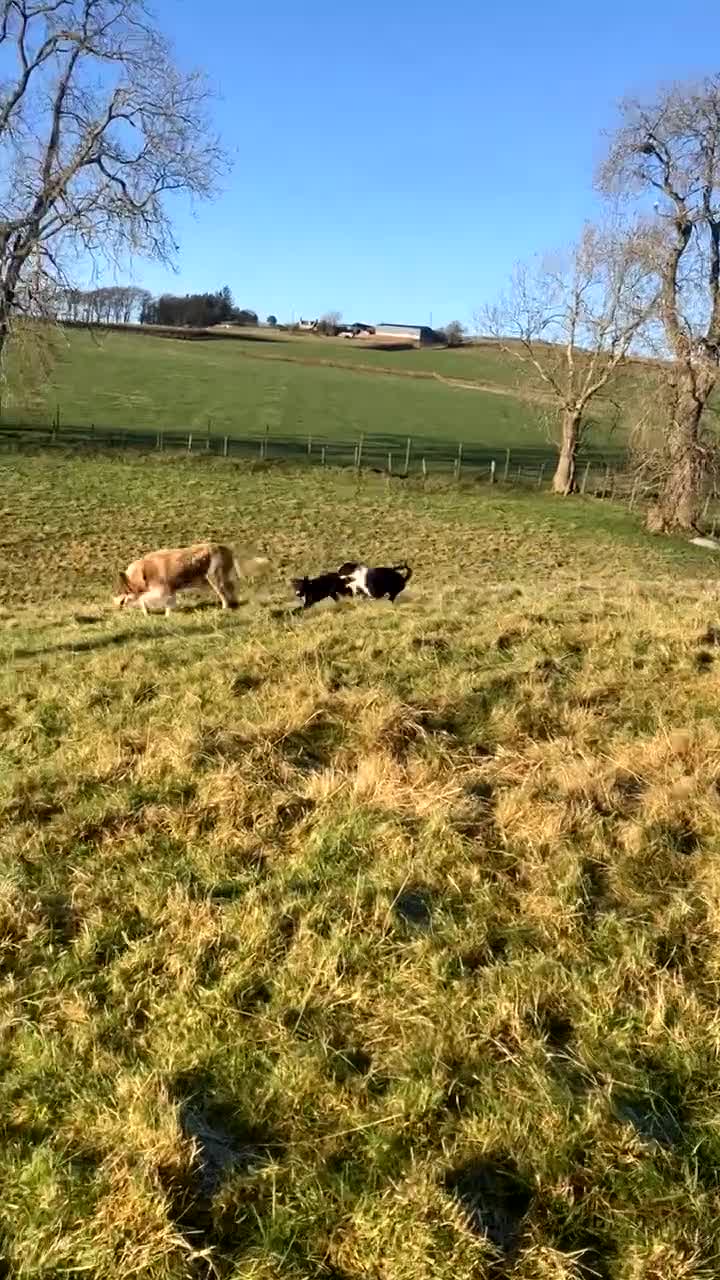 Border Collie dogs for sale: 1 collie x kelpie bitch  - Video 1
