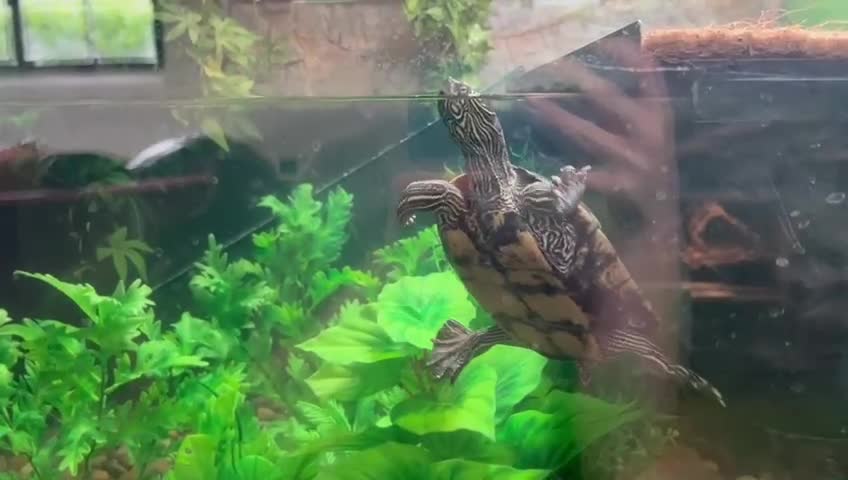 Turtle reptiles for sale: Map Turtles - Video 1