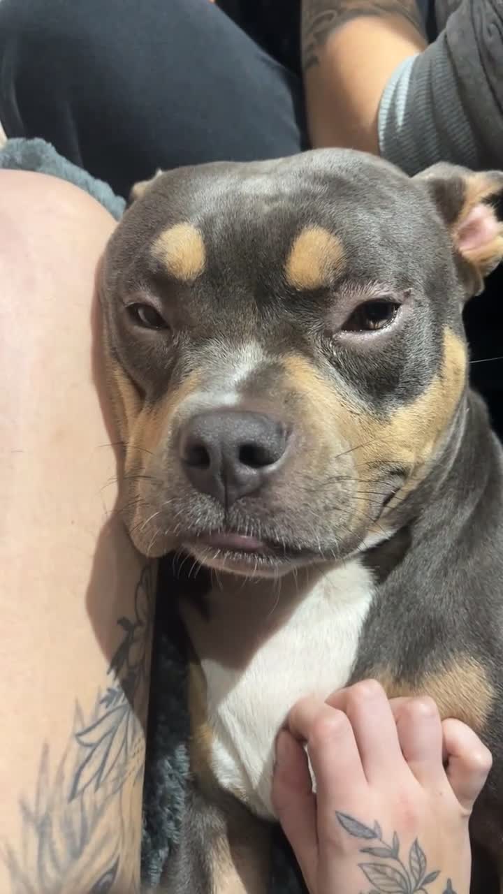 American Bully dogs for sale: Dolcee- American Bully- 1 year old - Video 2