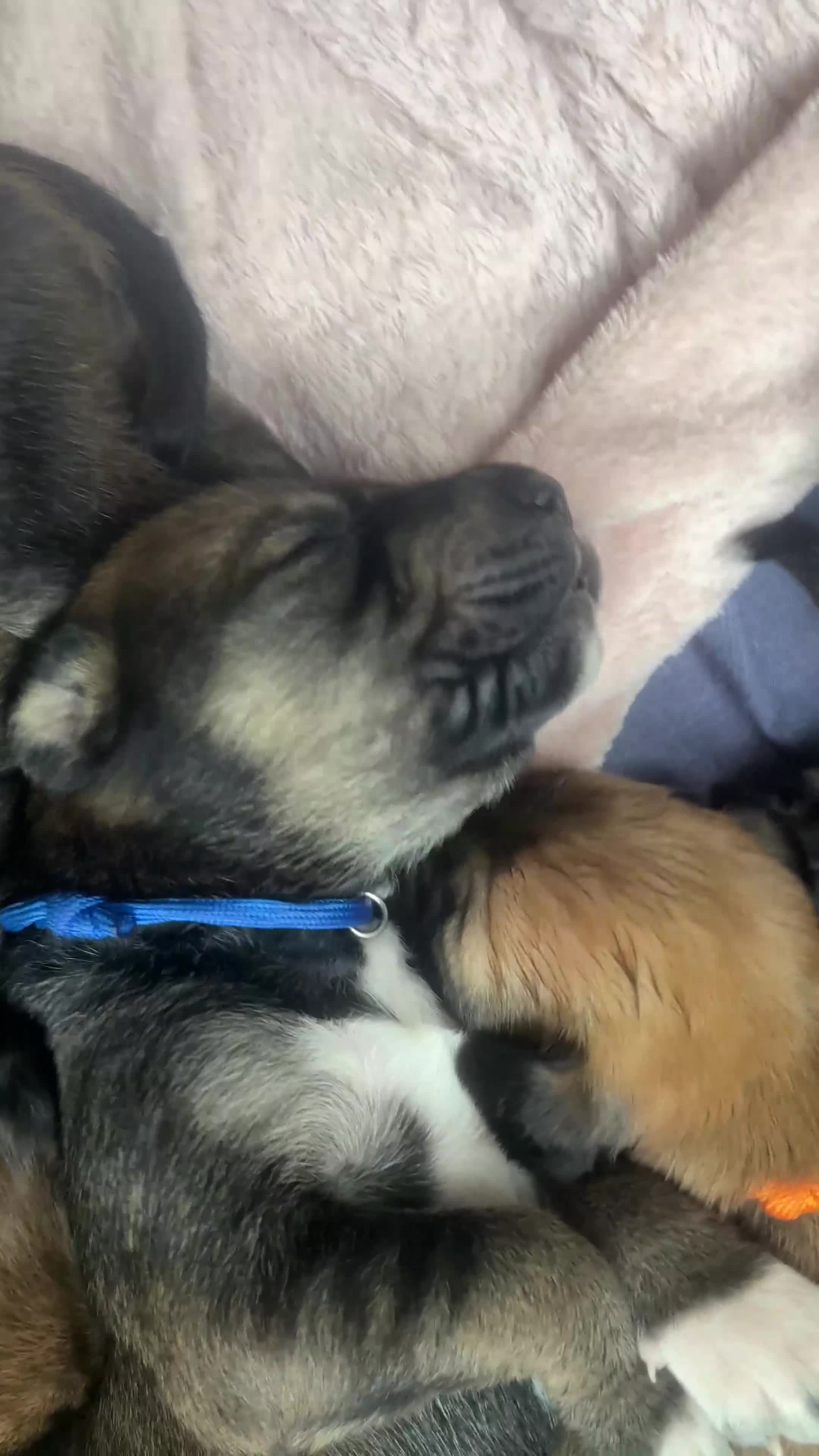 Mixed Breed dogs for sale: SalukiX⭐️ ONLY 4 Left ! READY TO GO  - Video 1