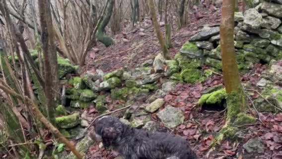 Cocker Spaniel dogs for stud: Working Cocker Gonio✅BVA eye tested✅ Hips/Elbows✅ in Pickering - Video 1