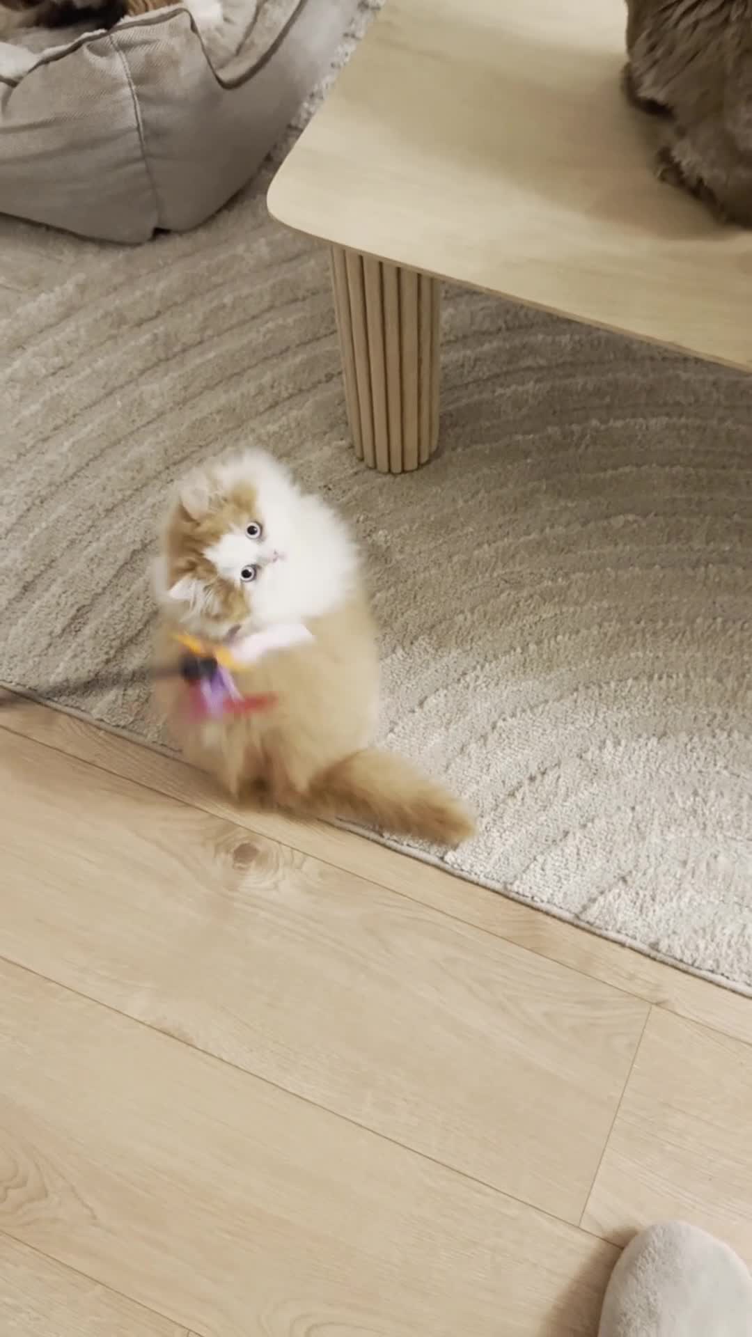 British Longhair cats for sale: Red bi colour boy  - Video 1