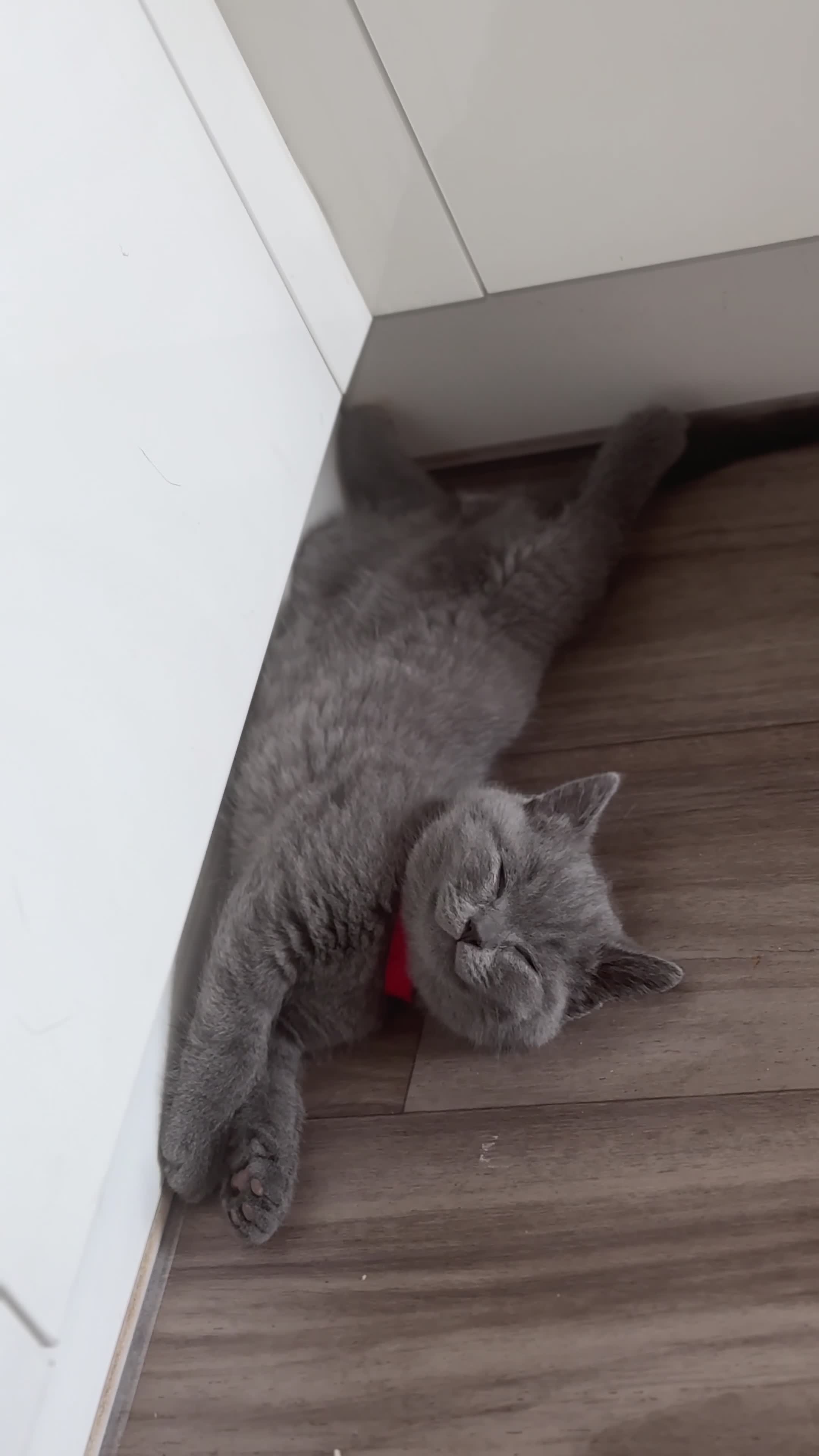 British Shorthair cats for sale: 🐾 Stunning British Shorthairs kittens (Ready Now) - Video 4
