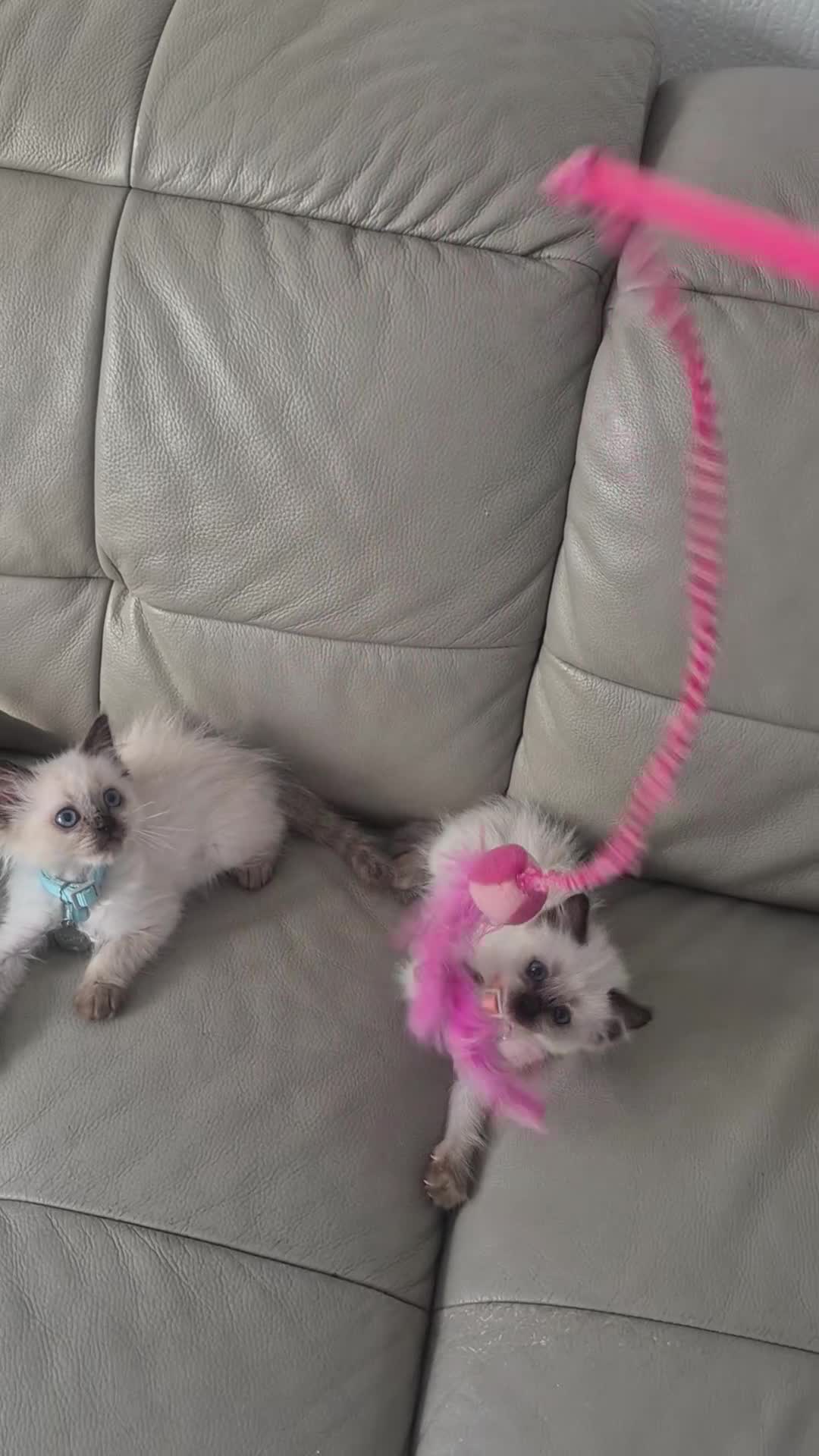 Ragdoll cats for sale: Dreamy Blue-eyed Ragdolls - Video 1