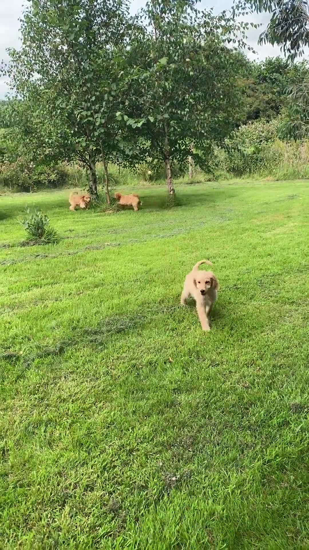 Irish Doodle dogs for sale: Irish Doodle Puppies - Fully Vaccinated- Ready Now - Video 1