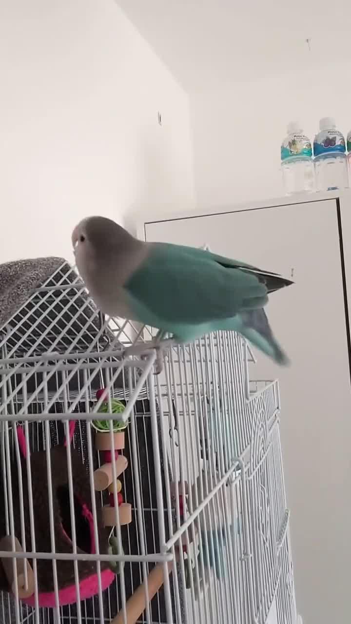 Lovebirds birds for sale: Turquoise Love Bird with a cage - Video 2
