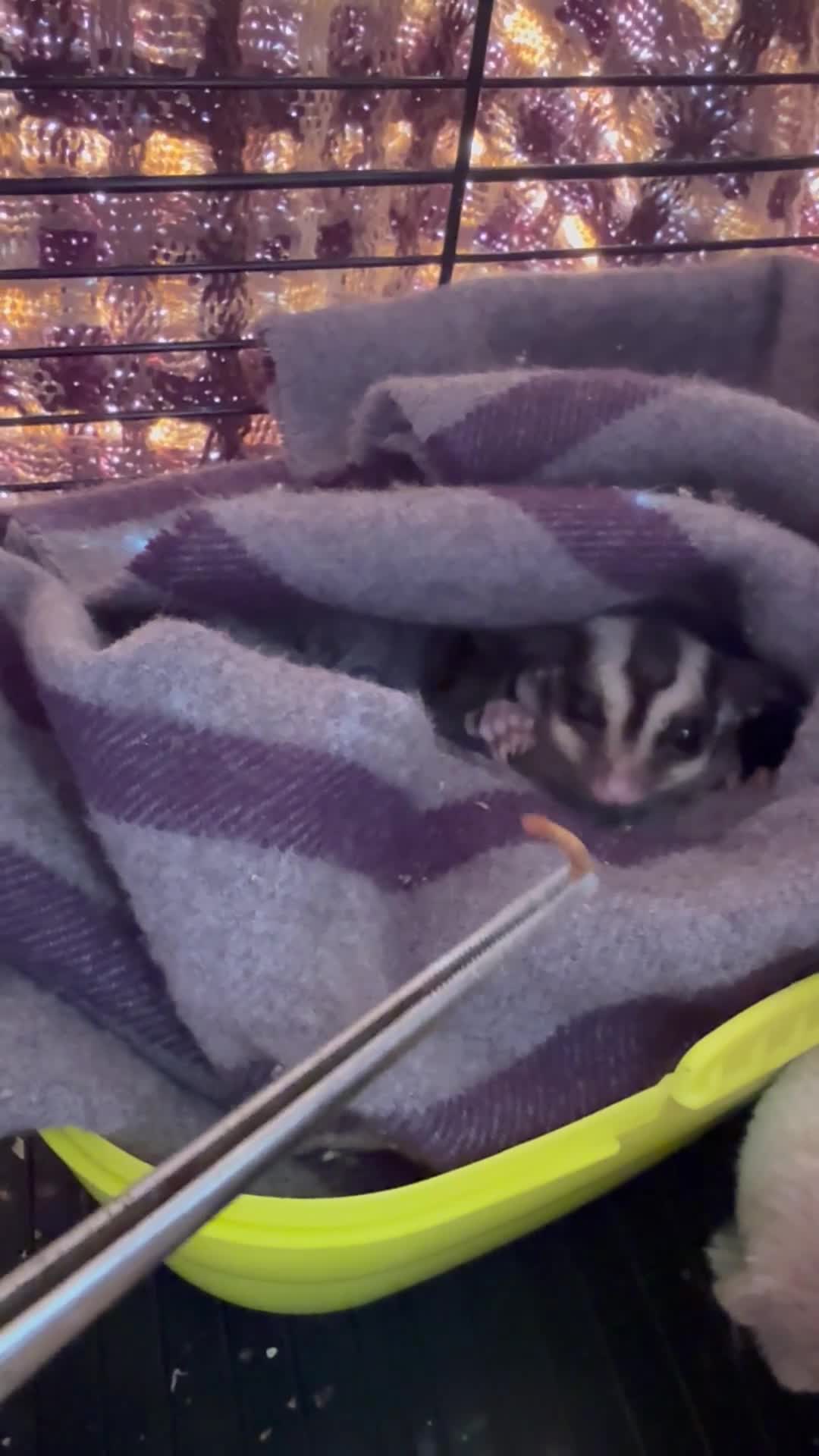 Sugar Glider rodents for sale: Baby boy sugar gliders  - Video 1