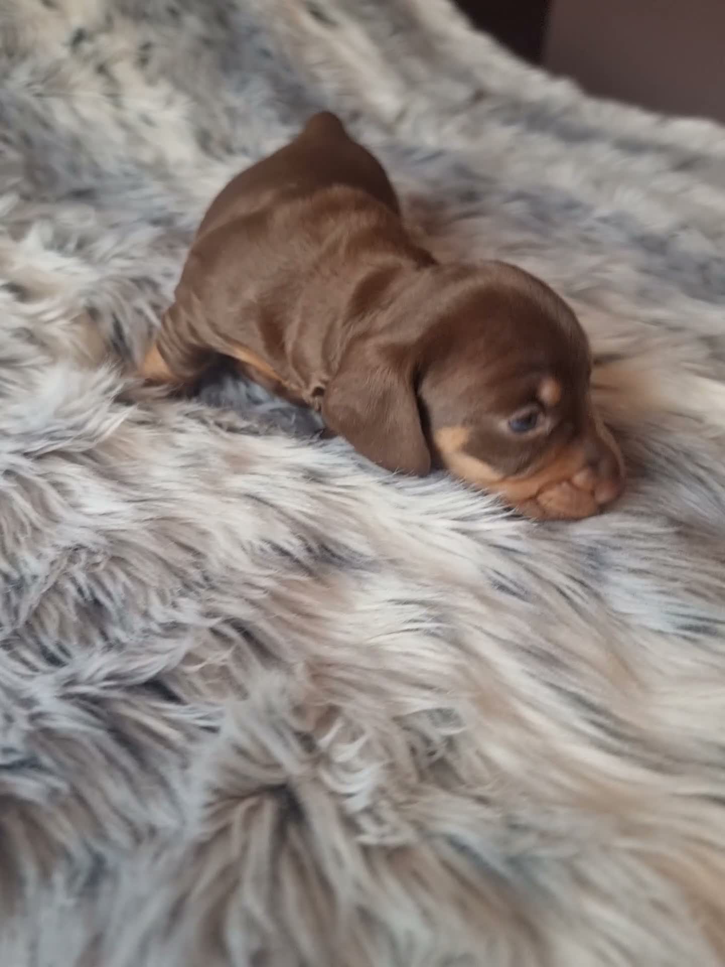 Miniature Dachshund dogs for sale: Stunning Top Quality Mini Dachshunds - Video 2