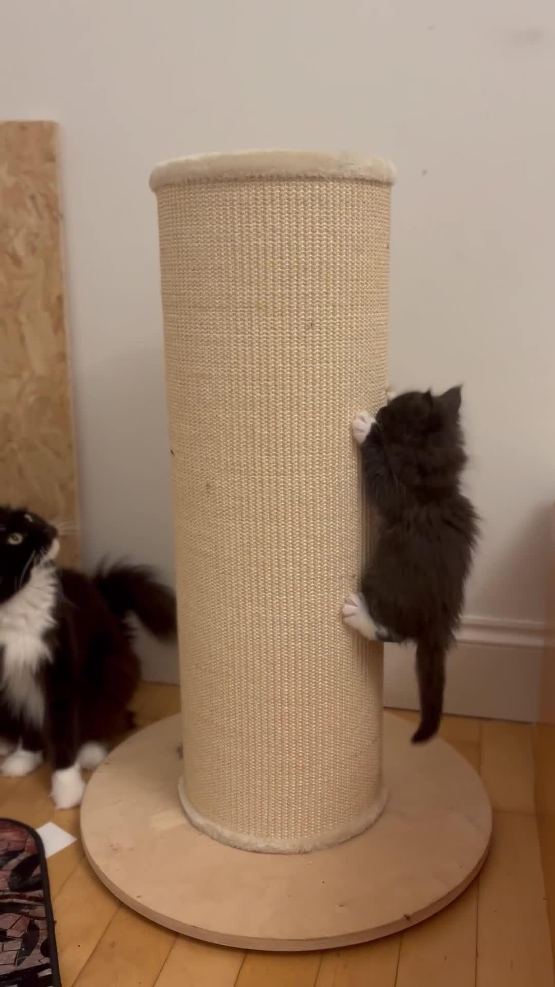 Maine Coon cats for sale: GCCF active / domestic Maine Coon  - Video 3