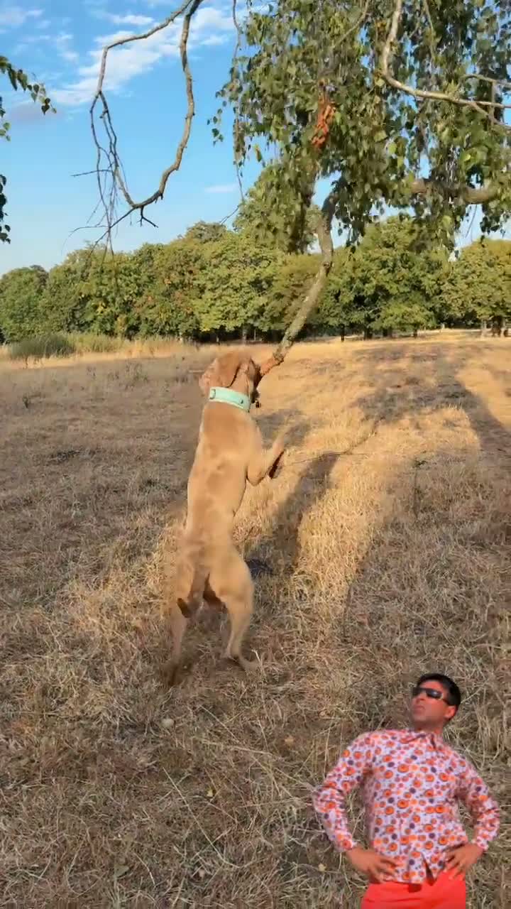 Bandog dogs for stud: Koda exceptional proven bandog stud  - Video 3