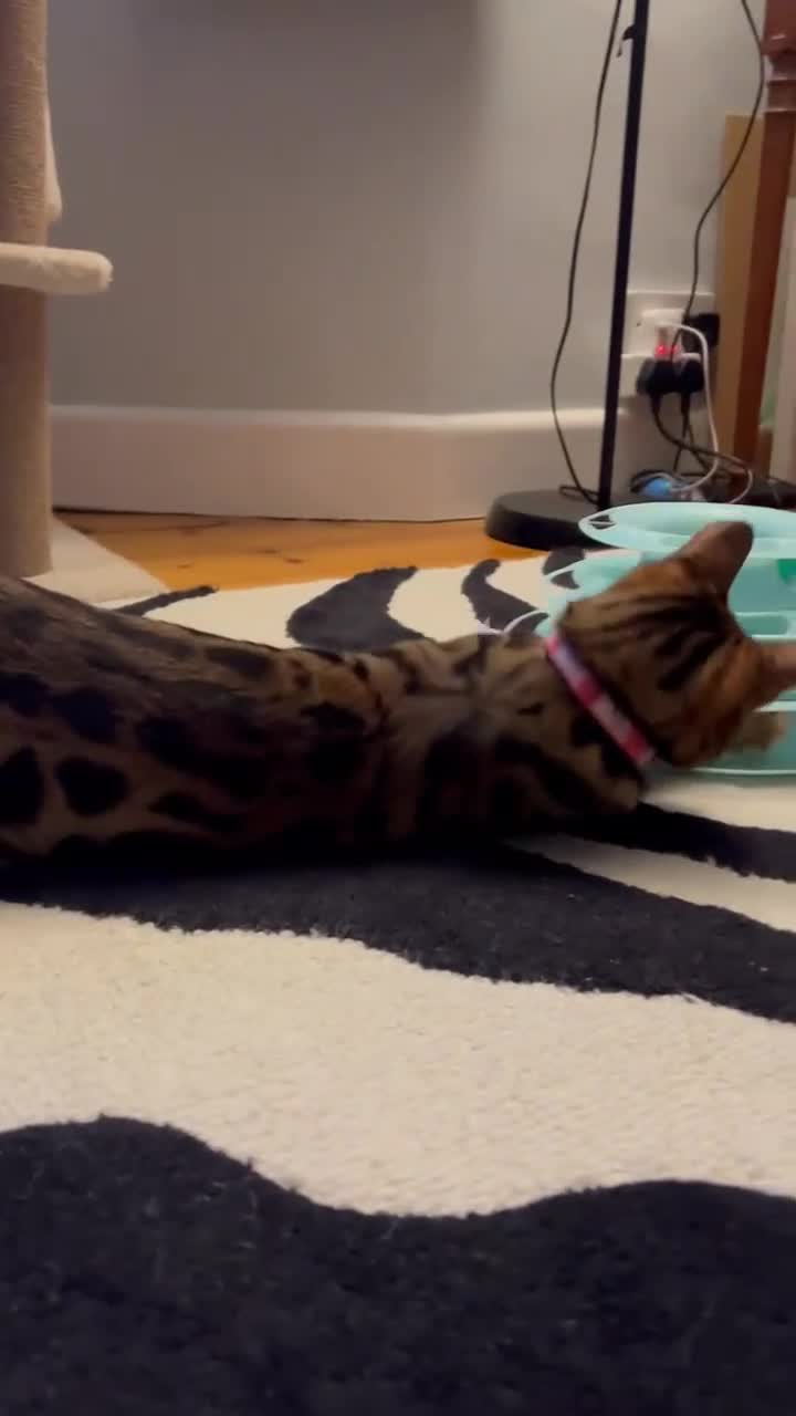 Bengal cats for sale: Beautiful Bengal kitten 7 months - Video 1