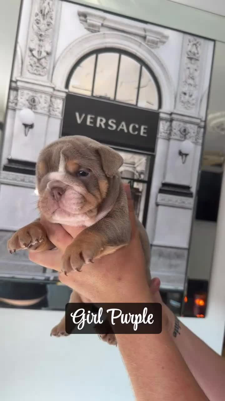 English Bulldog dogs for sale: English bulldogs ✨ - Video 2