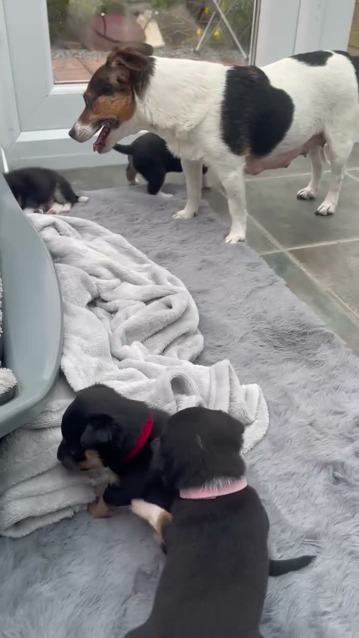 Mixed Breed dogs for sale: 3 male pomchi jacks in Preston - Video 5