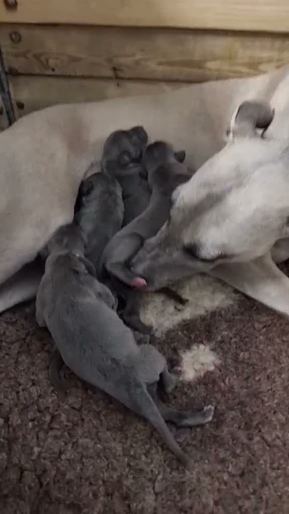 Whippet dogs for sale: Whippet puppies show background  - Video 3