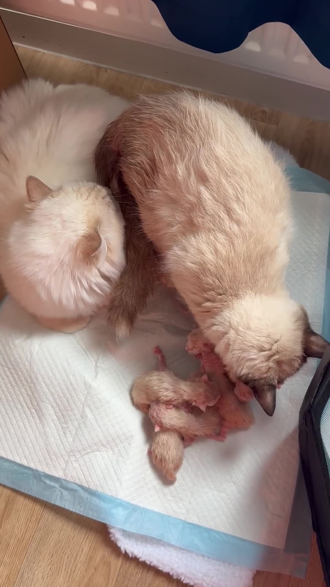 Ragdoll cats for stud: Cream Lynx Ragdoll Stud - Video 1