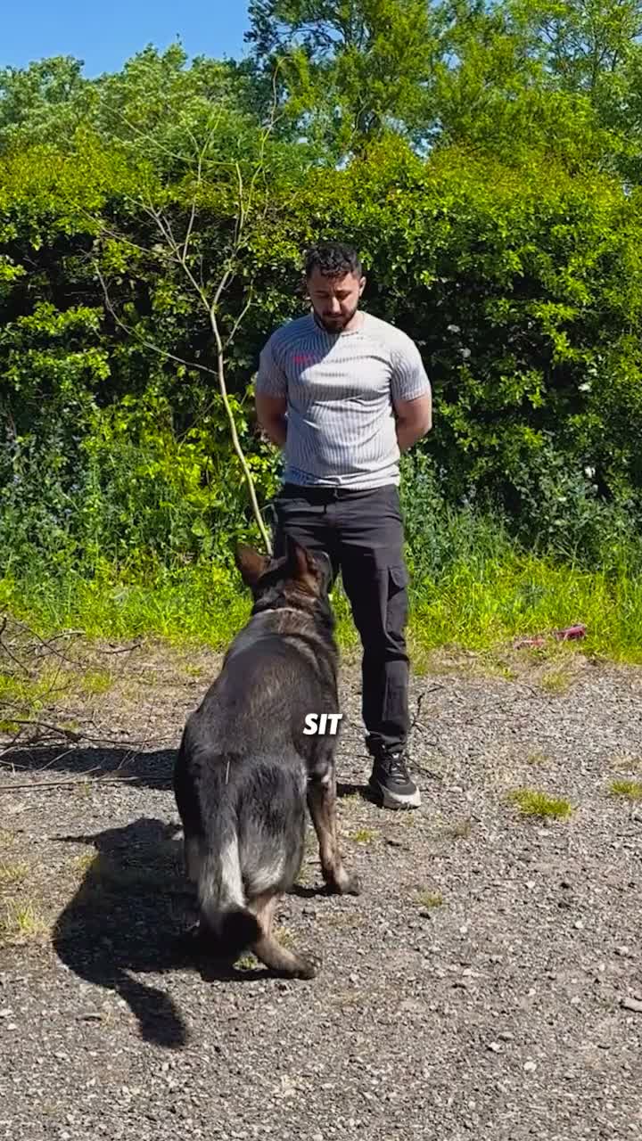 German Shepherd dogs for sale: KC Registered Czech Working Line in Hatfield - Video 1