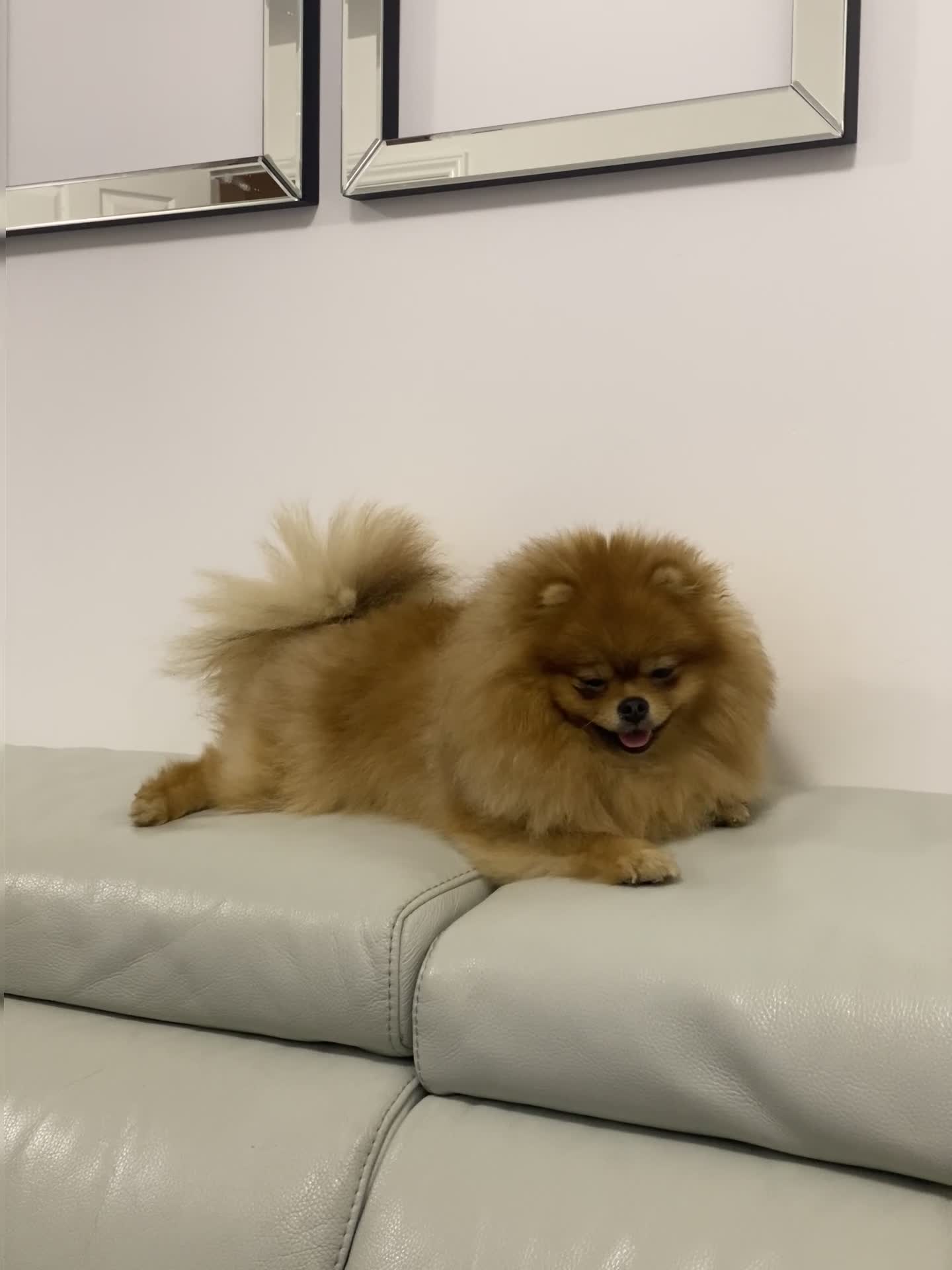 Pomeranian dogs for sale: Pomeranian boy - Video 1