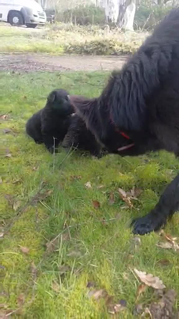 German Shepherd dogs for sale: KC Registered German Shepherd Puppies - Video 1