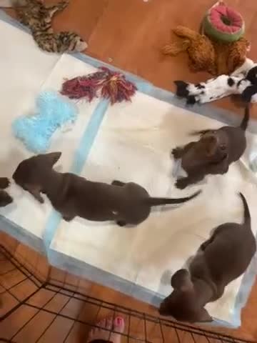 Miniature Dachshund dogs for sale: REDUCED KC Miniature dachshund READY TO LEAVE  - Video 1