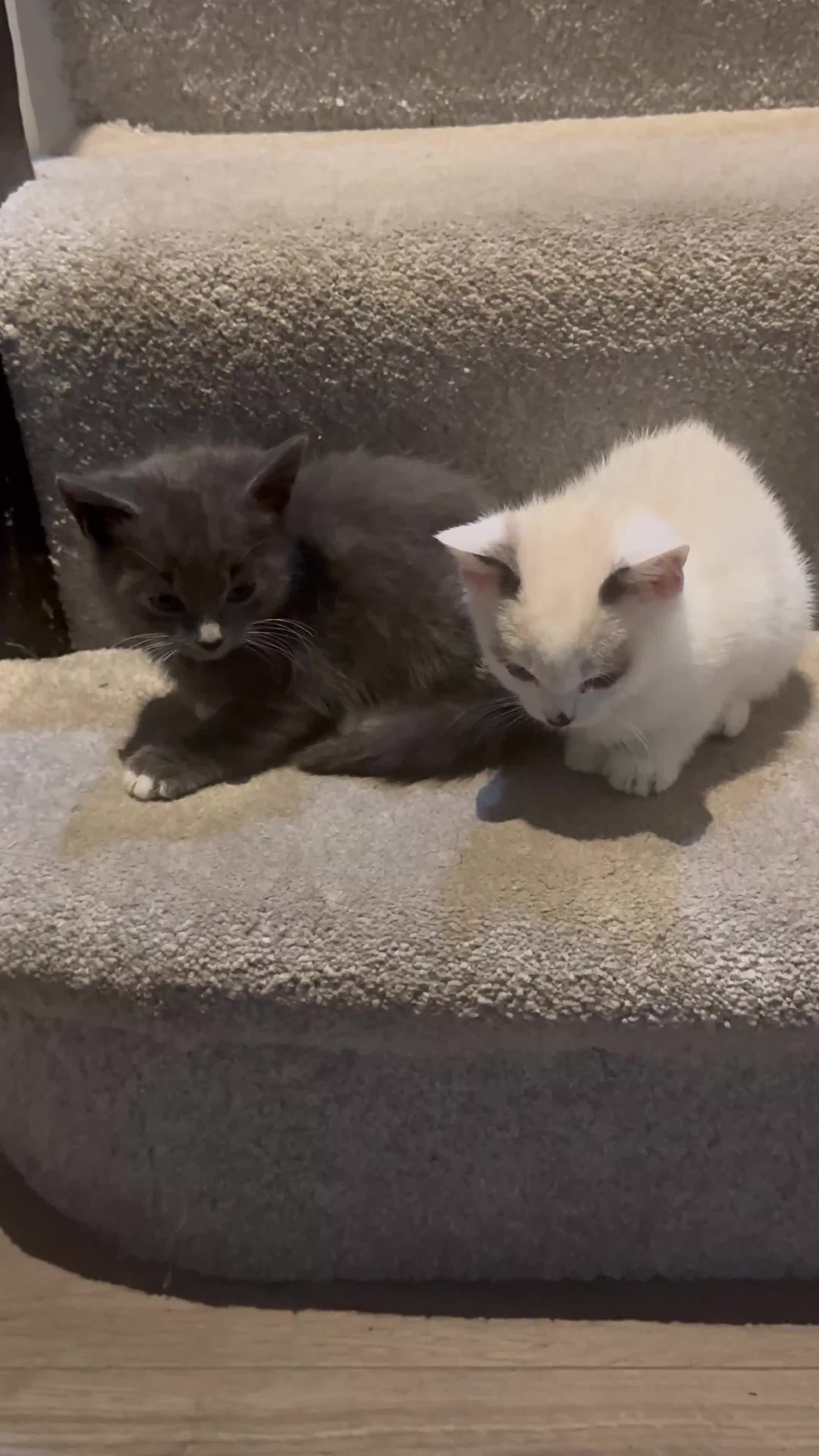 Mixed Breed cats for sale: Kittens for sale  - Video 1