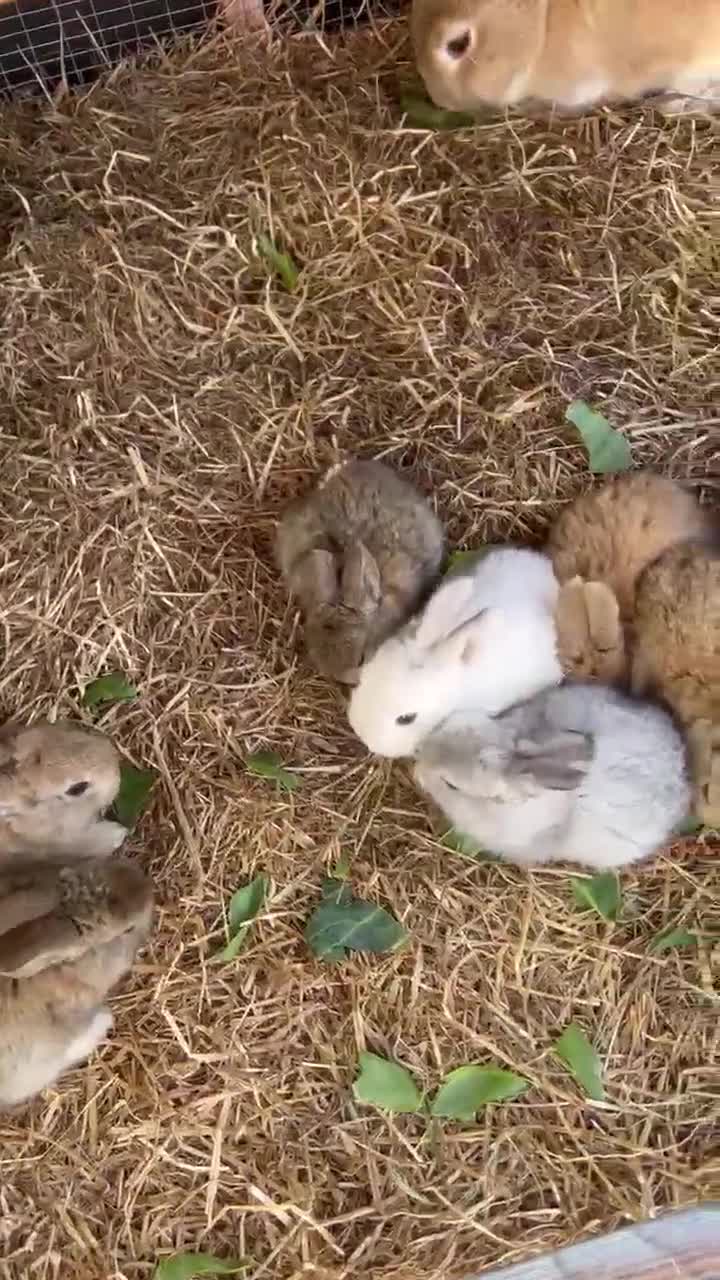 Mixed Breed rabbits for sale: Giant rabbits  in Merthyr Tydfil - Video 3
