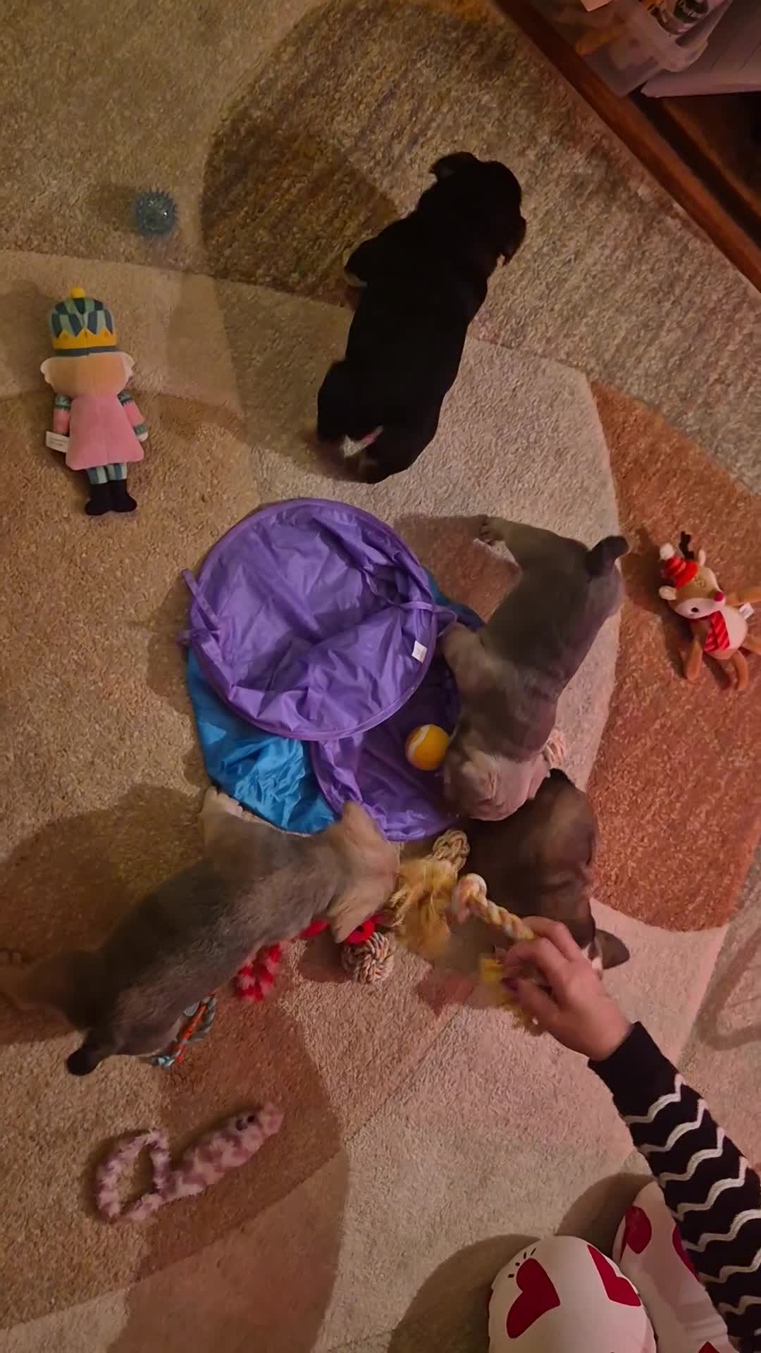 French Bulldog dogs for sale: French Bulldog Puppies - Video 1