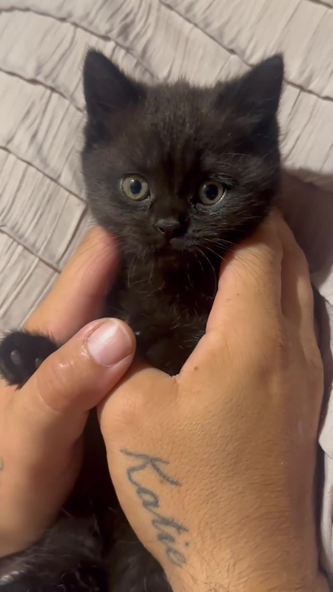British Shorthair cats for sale: Black bsh kitten  - Video 1