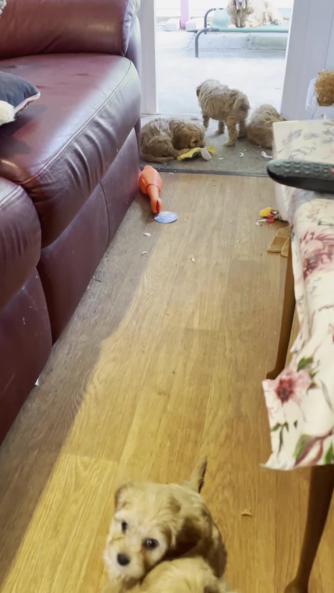 Cavapoo dogs for sale: Beautiful Golden F1 cavapoo Girl puppy - Video 2