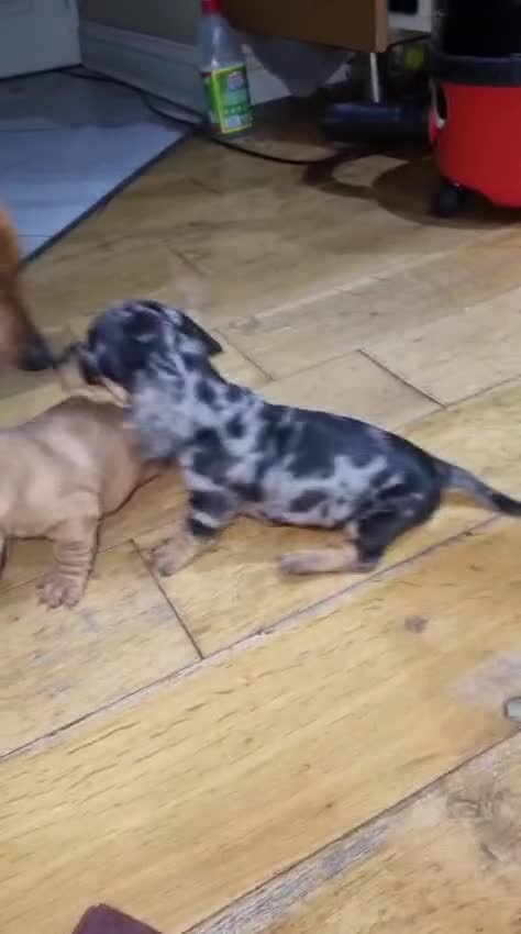 Dachshund dogs for sale: Miniture Silver Dapple Dachshunds - Video 1
