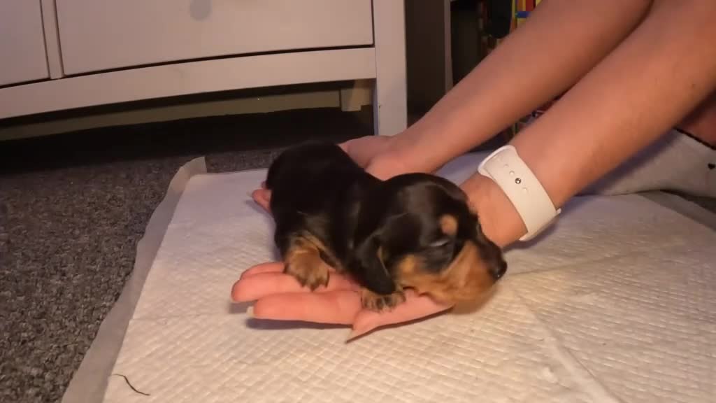 Miniature Dachshund dogs for sale: Beautiful miniature dachshund  in Swansea - Video 2