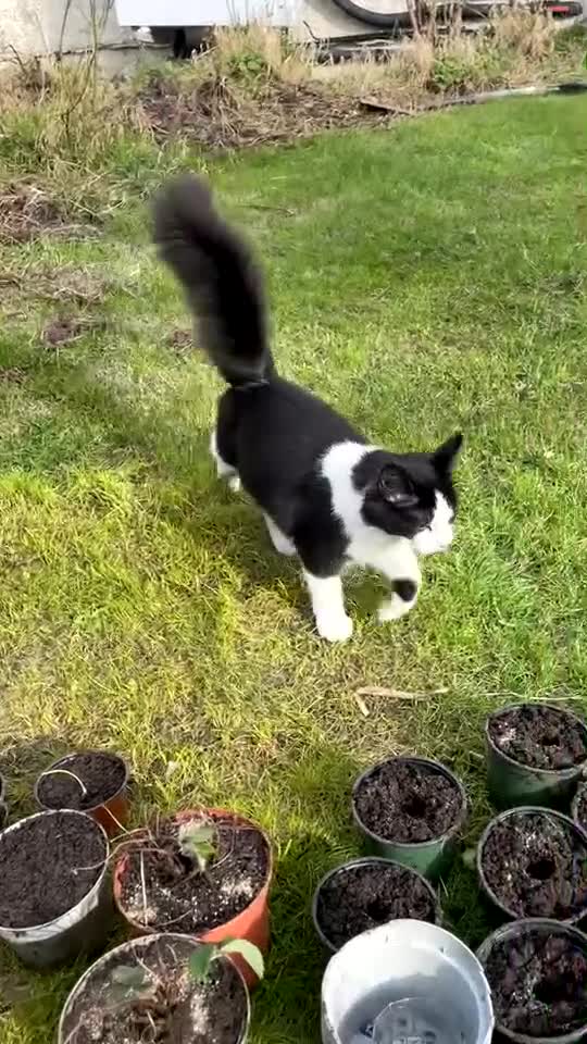 Ragdoll cats for sale: female cat for sale  - Video 1