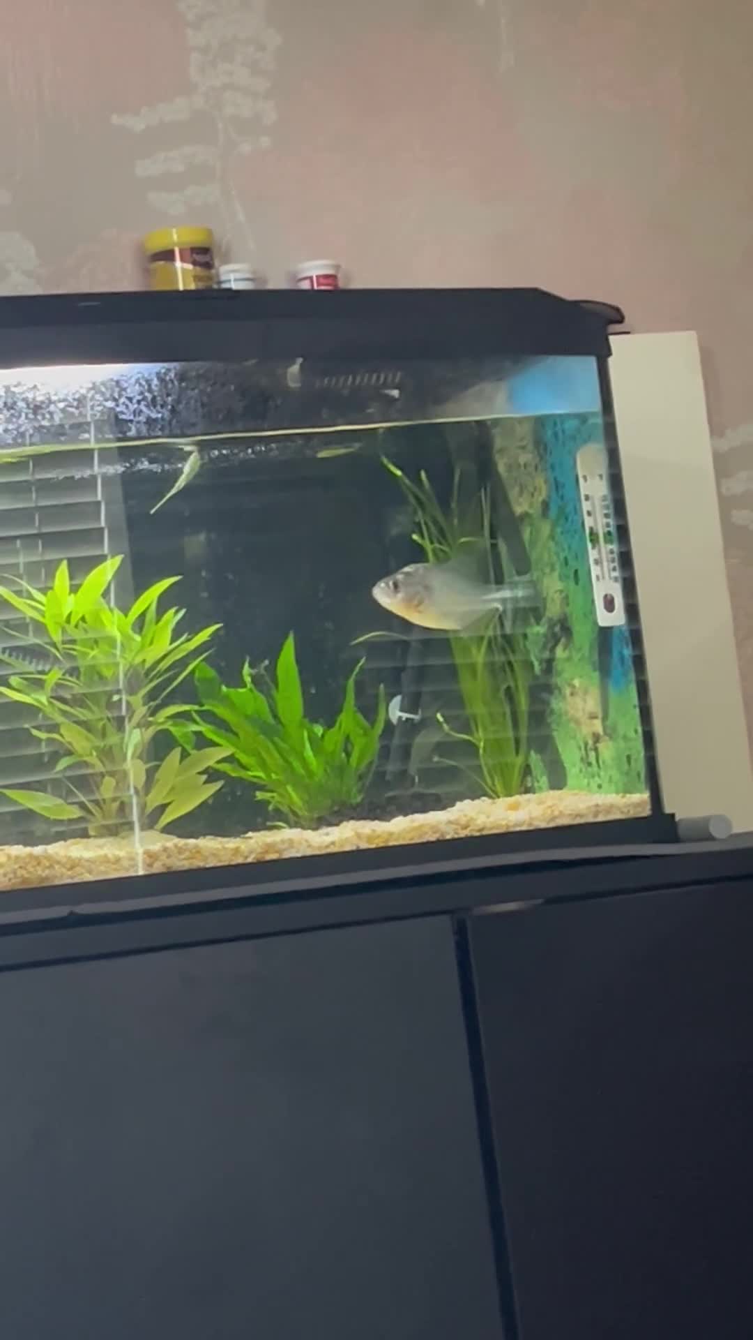 Piranhas fish for sale: Black piranha serrasalmus gibbus  - Video 1