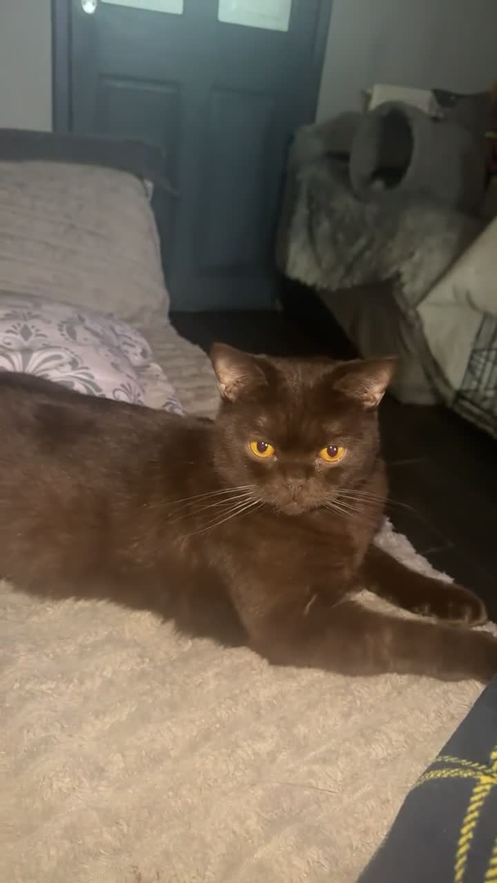 British Shorthair cats for sale: Chocolate British Shorthair  - Video 2