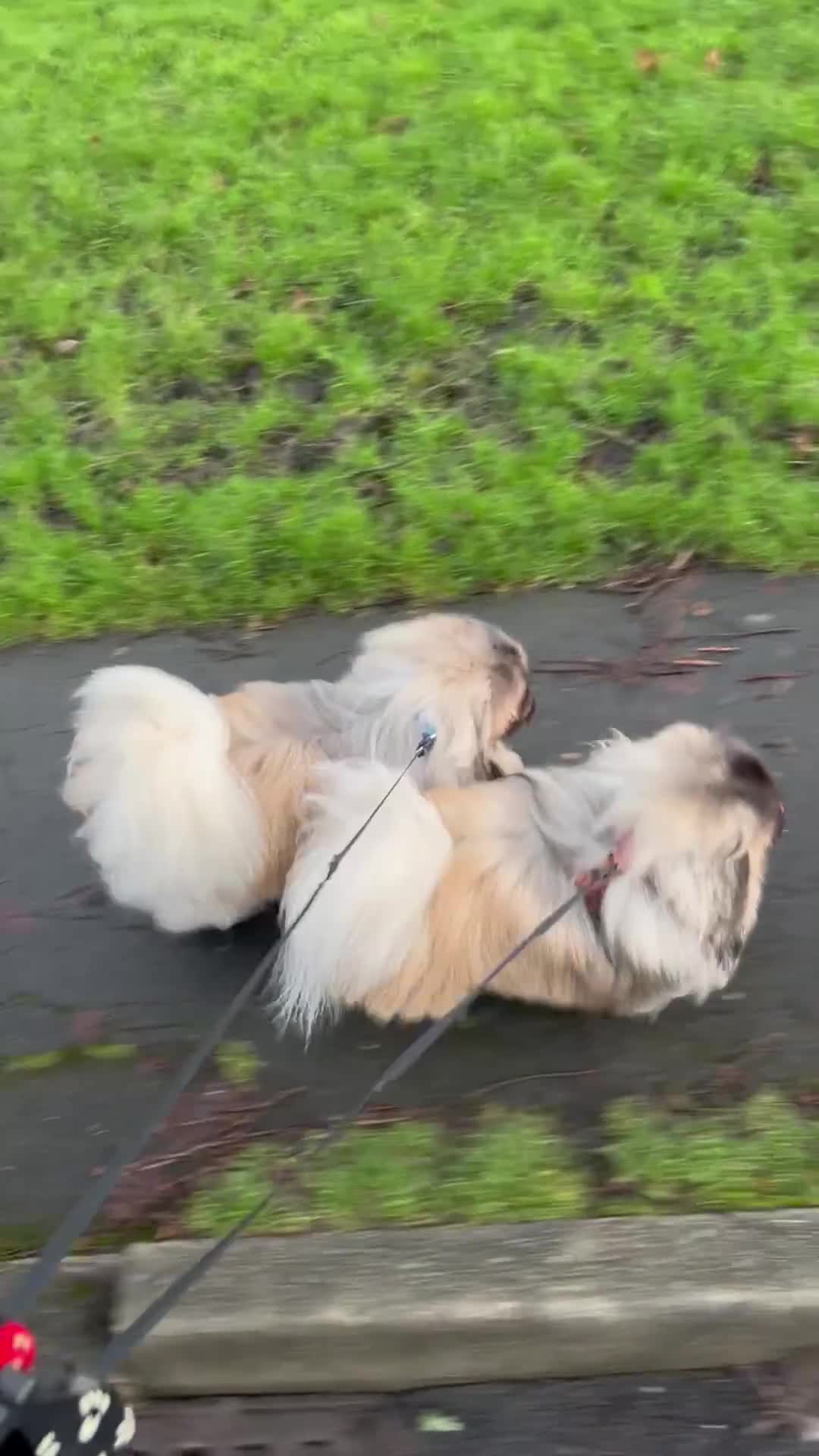 Pekingese dogs for stud: KC registered Pekingese for Stud (Not for sale) - Video 1
