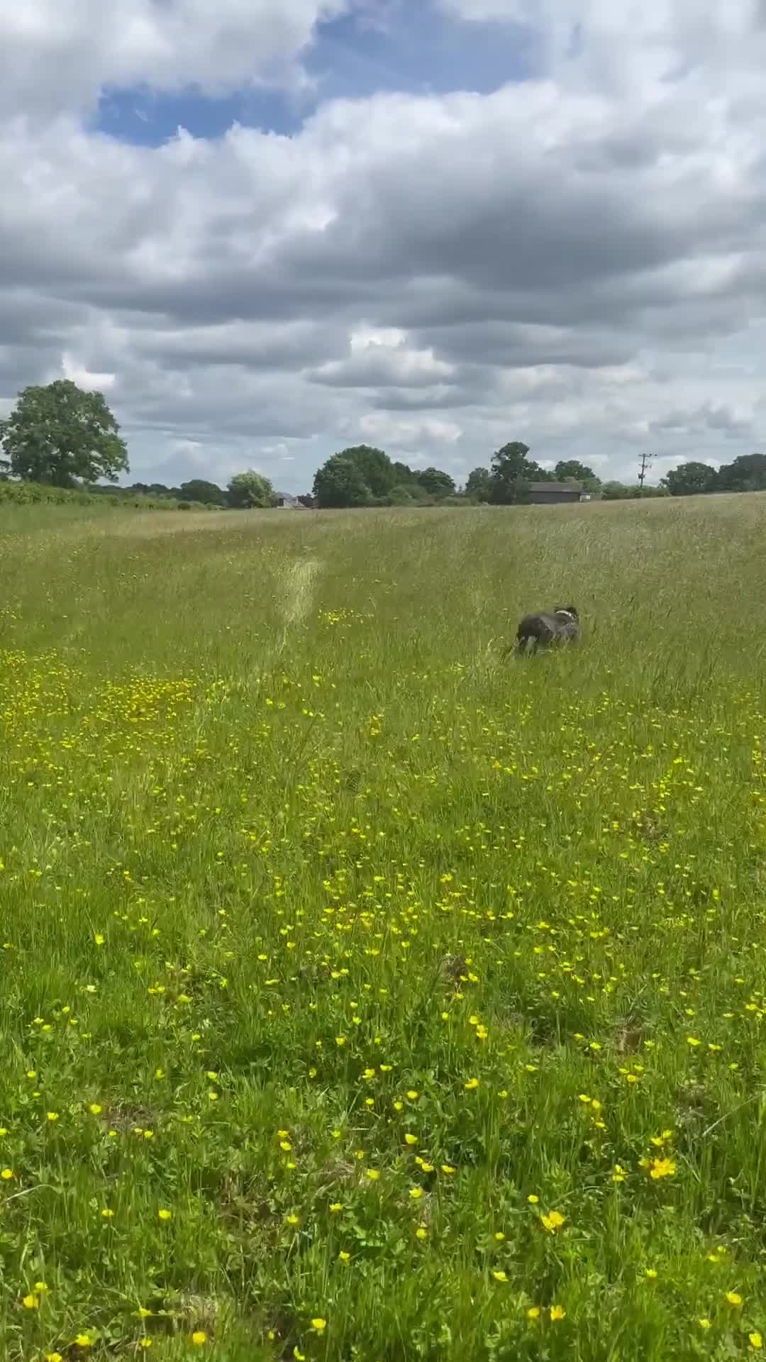 Staffordshire Bull Terrier dogs for sale: Staffy Girl Seeking a Forever Home – Meet Mabel!  - Video 1