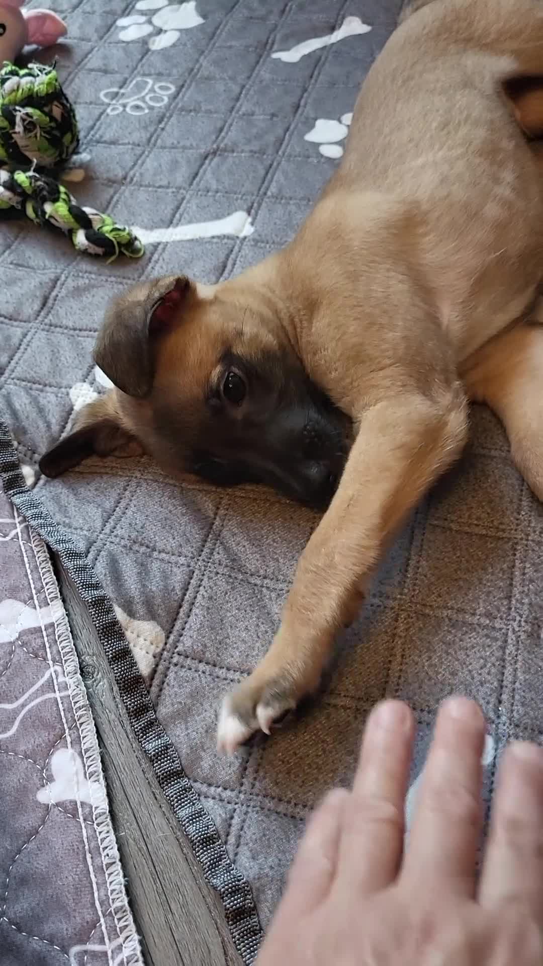 Whippet dogs for sale: These Adorable pups are needing a forever home. - Video 3