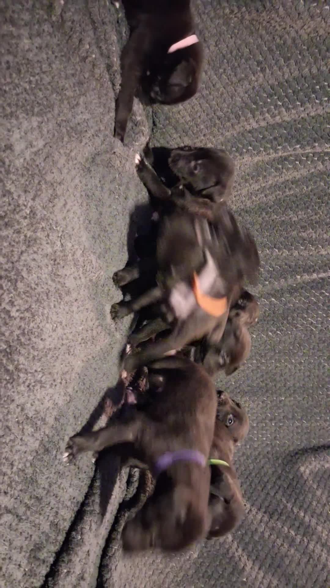 Mixed Breed dogs for sale: 5 lovely Lurchers  - Video 1