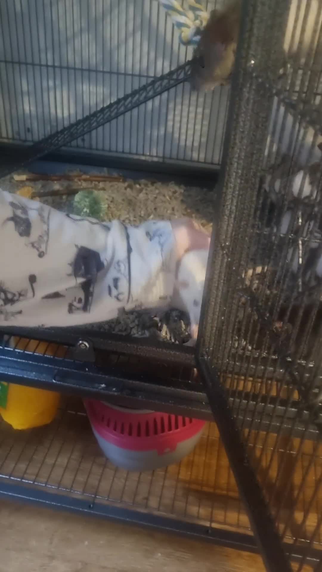 Rat rodents for sale: 4 hand tamed male rats and cage - Video 1