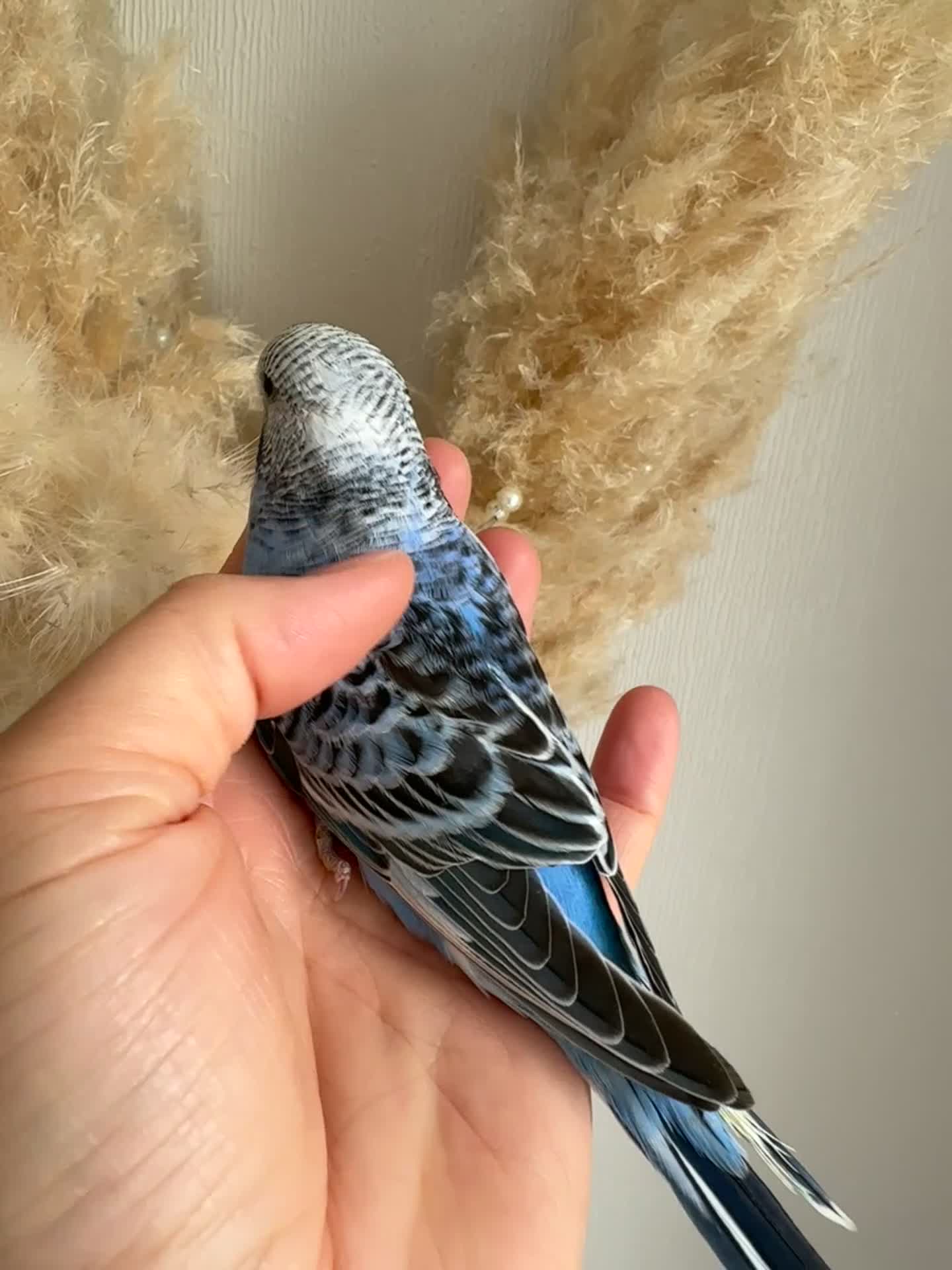 Budgerigars birds for sale: Hand Tame male baby budgies   - Video 2