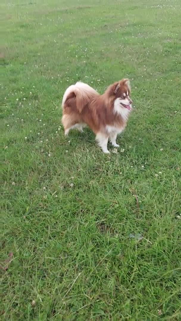 Pomsky dogs for stud:  Reggie the F3 pomsky for stud  in Liverpool - Video 2