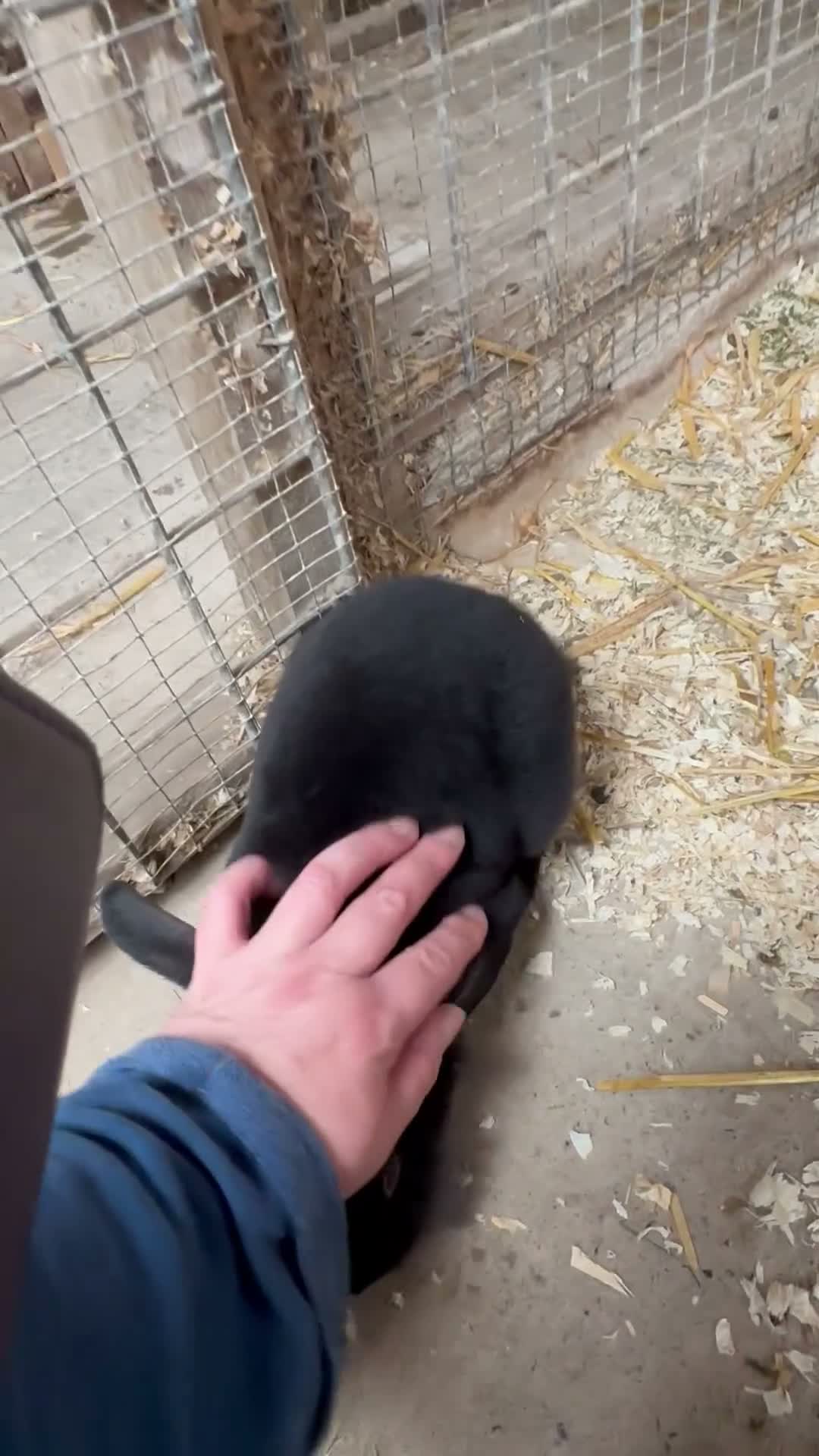 Mixed Breed rabbits for sale: Young rabbits - 9-12 week old - Video 1