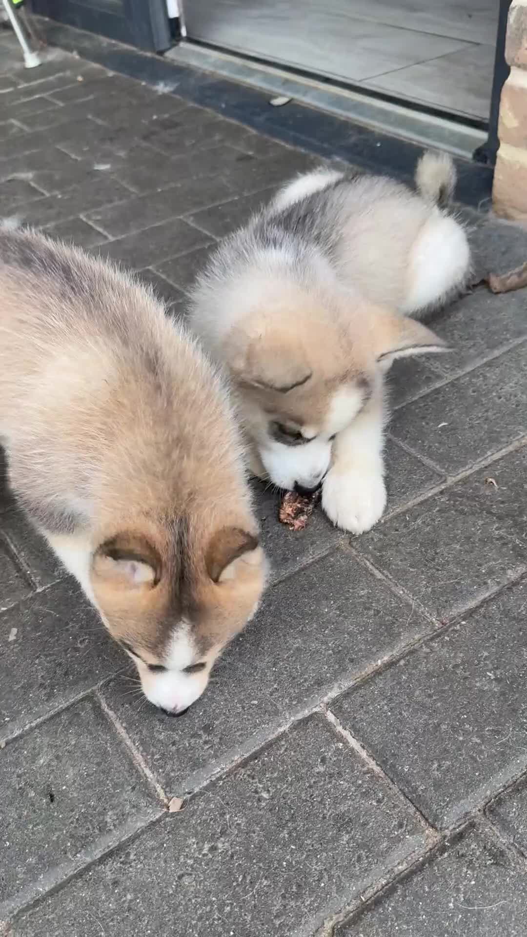 Pomsky dogs for sale: 6 beautiful pomsky 3 girls 3 boy ready to leave  - Video 1