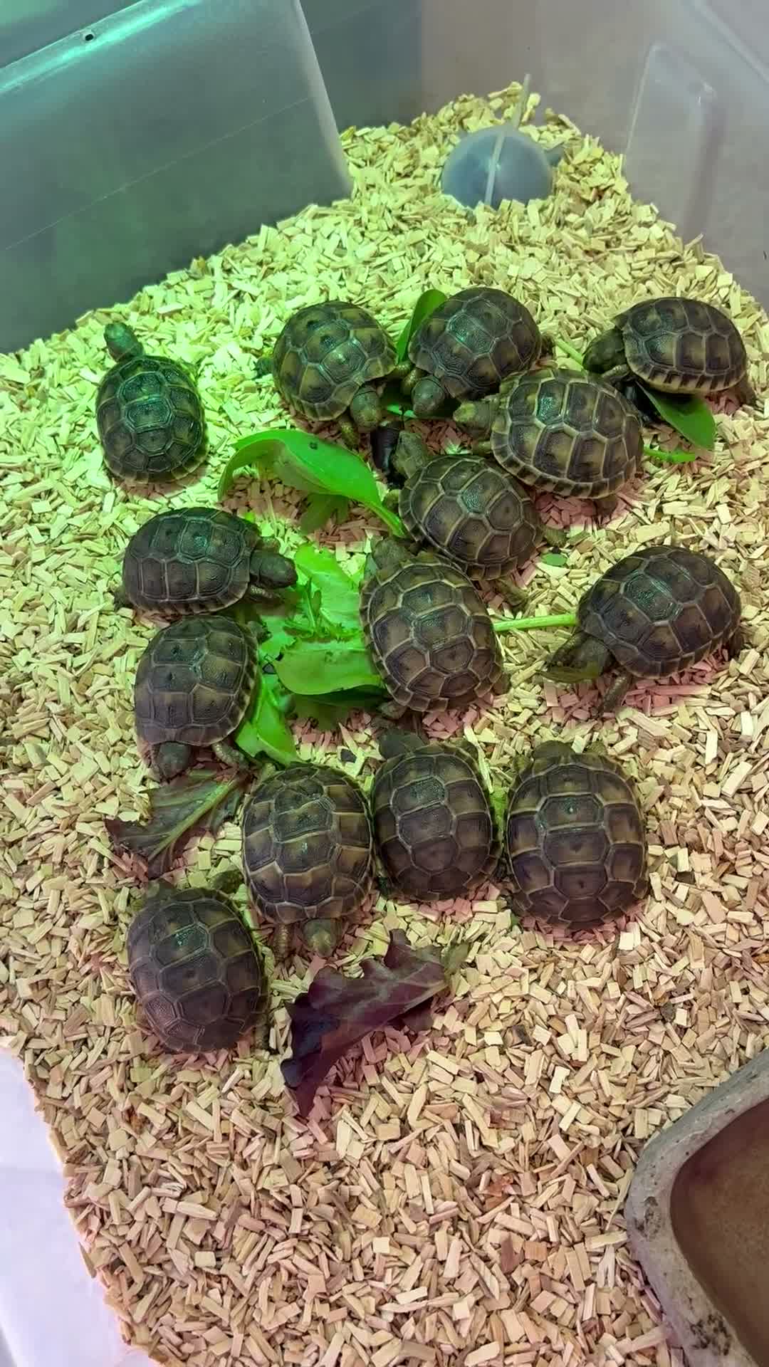 Tortoise reptiles for sale: Baby spur thighed tortoises  - Video 3