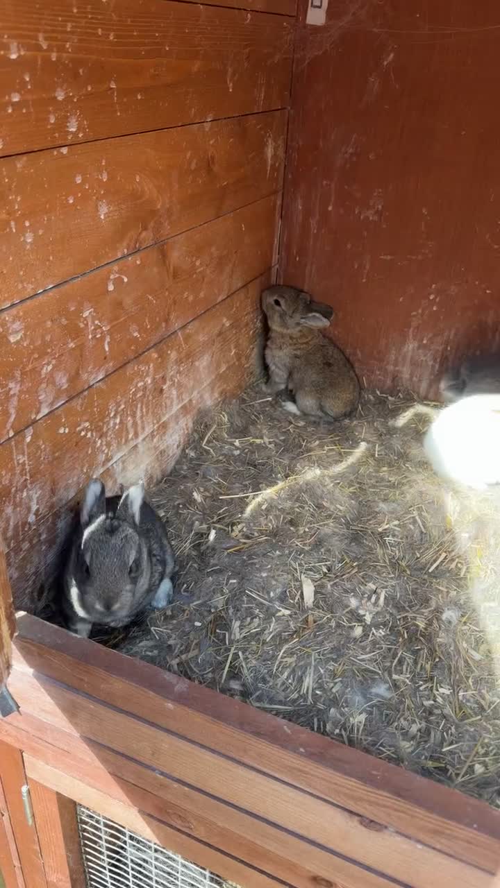 Flemish rabbits for sale: Flemish rabbits  in Hartlepool - Video 1